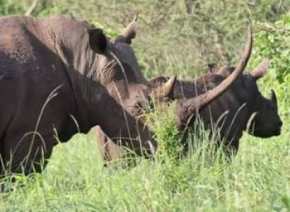 3 Nights 4 Days Maasai Mara Package