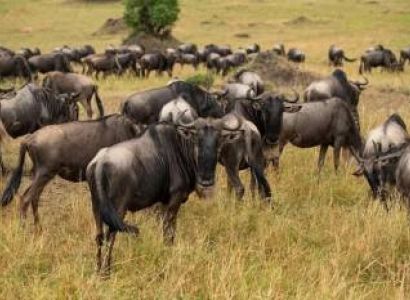 3 Nights 4 Days Maasai Mara Package