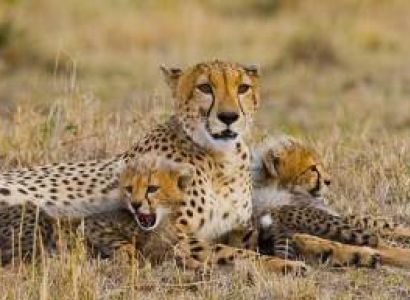 4 Nights 5 Days Samburu National Reserve Safari