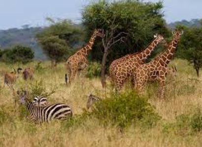 4 Nights 5 Days Samburu National Reserve Safari