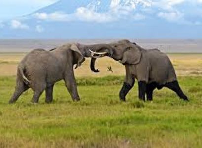 2 Nights 3 Days Amboseli Package