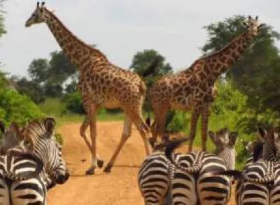 Mikumi National Park 3 Days 2 Night By Speed Boat