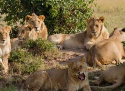 Selous Nationa Park Day Trip from Zanzibar
