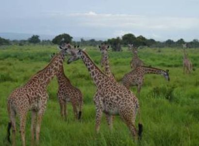SELOUS NATIONAL PARK 2 DAYS 1 NIGHT FROM ZANZIBAR