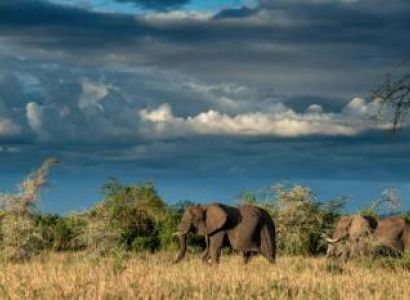 5 Days Luxury Safari