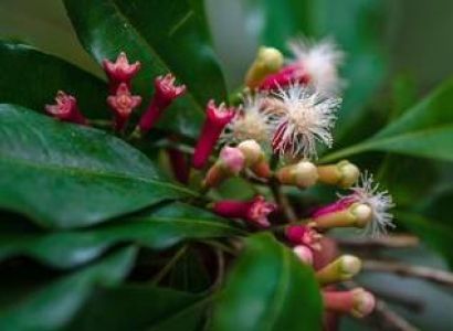 3 DAYS ZANZIBAR HOLLY DAY