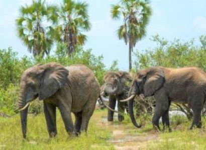 3 Days Selous National Park Tour