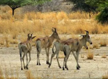Selous National Park Day Trip