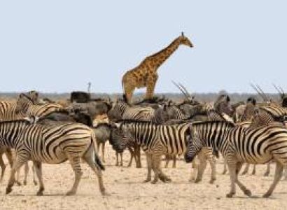 10 Days Amazing Safari Culture Experience Tour