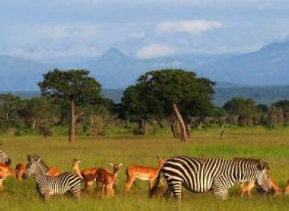 1 Day Mikumi National Park Trip