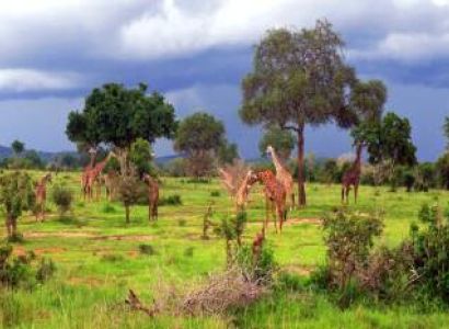 4 Days Mikumi National Park Tour