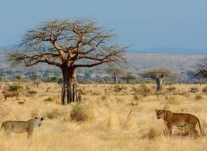 3 Days Ruaha National Park Safari Tour
