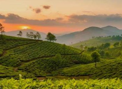 Munnar 1 Night 2 Day Tea Gardens - Waterfalls Tour