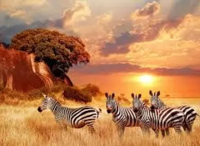 The Big Cat Rush - Maasai Mara Fly-In Safari Tour