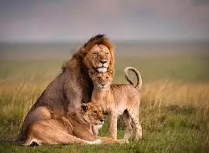 The Rhino And Chimpanzee Sanctuary - Ol Pejeta Conservancy Tour