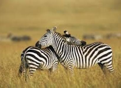 1-Day Nairobi City Safari - Wildlife Encounter Tour