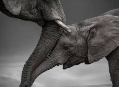 Kenya Safari 11 Days 10 Nights 4 Adults