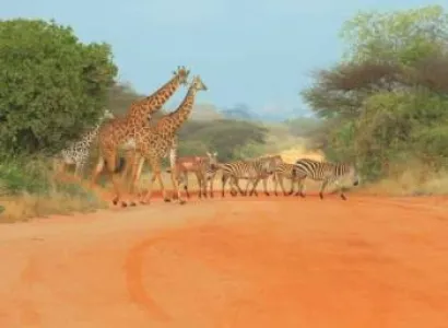 Kenya Safari 11 Days 10 Nights 4 Adults