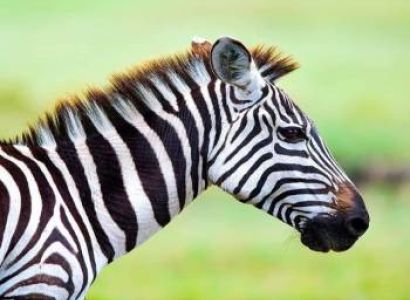 2 Days Safari – B. Tarangire National Park  & Lake Manyara Manyara National Park