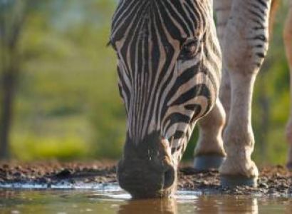 2 Days Safari – B. Tarangire National Park  & Lake Manyara Manyara National Park