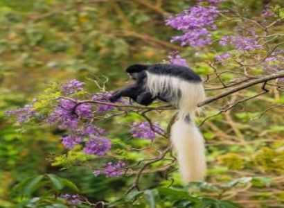 2 Days Safari – B. Tarangire National Park  & Lake Manyara Manyara National Park