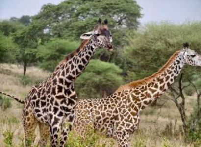 2 Days Safari – B. Tarangire National Park  & Lake Manyara Manyara National Park