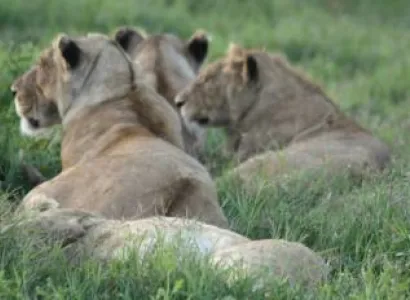 4 Days Tanzania Safari Tour