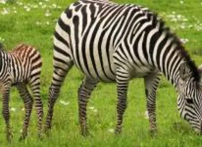 5 Days Tanzania Safari Tour