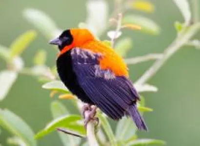 5 Days Safari In Style With Walking Activities Tour