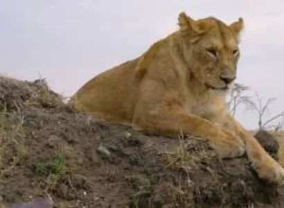 Breathtaking Drive - Fly back Safari In Serengeti Tour