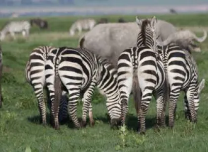 The Magnificent 7 Days Safari - Northern Cuircuit Tour