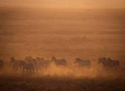 6 Days Royal Luxury Safari Tour