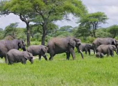 1 Day Tarangire National Park Tour