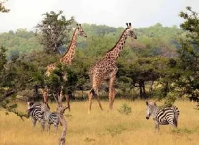 6 Days Mikumi - Nyerere Adventure Safari Tour