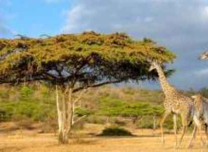 4 Days Mikumi National Park - Uduzungwa Water falls Tour