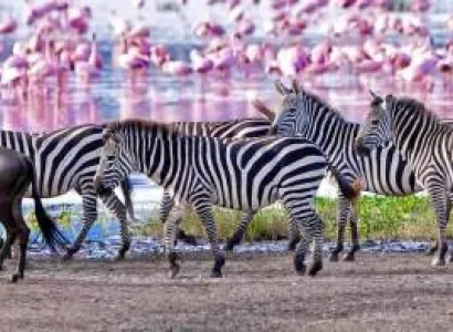 1 Day Lake Manyara Day Tour