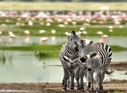 Manyara Tour Packages