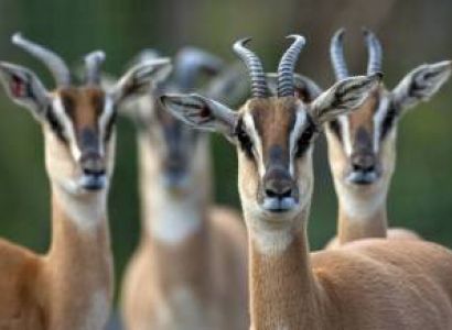 6 Days Tanzania Wildebeests and Zebras Migration