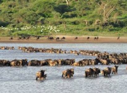 6 Days Tanzania Wildebeests and Zebras Migration