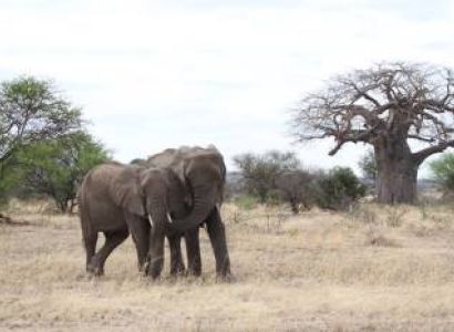 Ngorongoro Tour Packages