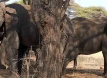 Manyara Tour Packages