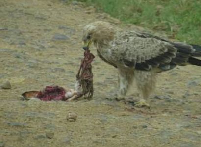 Manyara Tour Packages