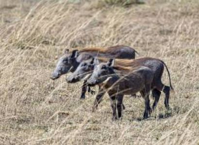 5 Days Wildlife Safari Tour