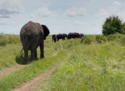 3 Days - From Zanzibar’s Shores To Seronera’s Roars Options - 2