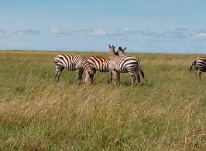 6 Days Luxury Safari For The Sense Tour