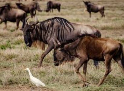 4 Day Serengeti Great Wildebeest Migration Safari Tour