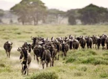 3 Day Ndutu Miration Safari - Calving Season Tour