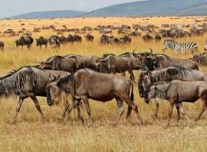 4 Day Ndutu Migration Safari - Calving Season Tour