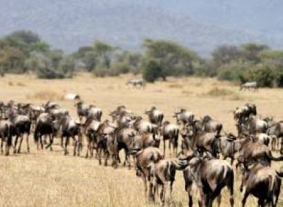 6 Day Ndutu Migration Safari - Calving Season Tour