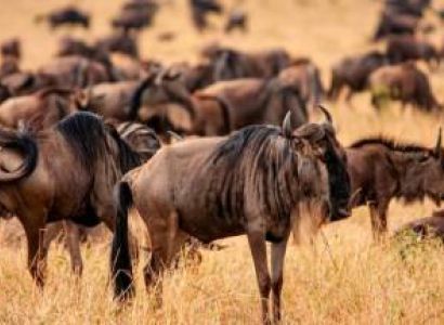 7 Day Ndutu Migration Safari Calving Season Tour